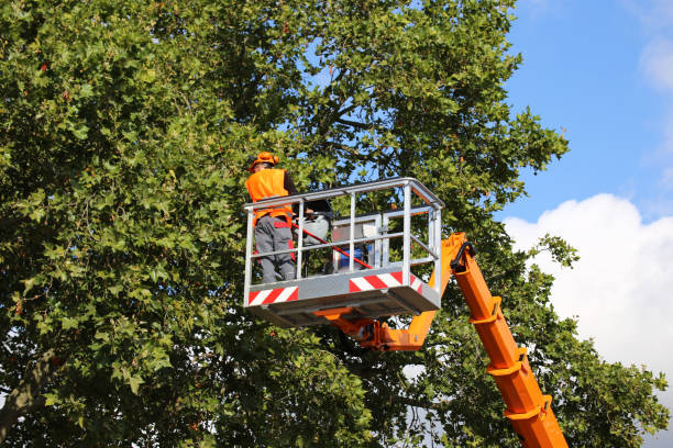 Best Stump Grinding and Removal  in Woodville, WI