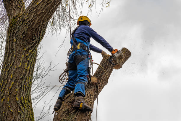 Best Tree Mulching Services  in Woodville, WI