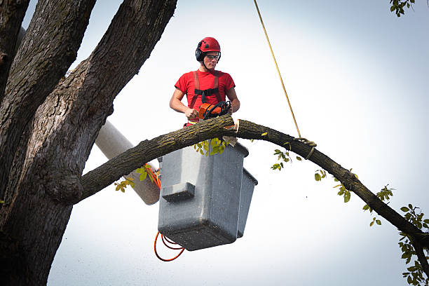 Reliable Woodville, WI Tree Services Solutions