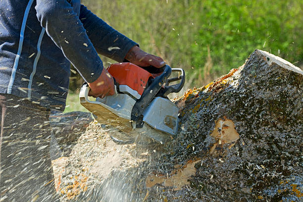 Why Choose Our Tree Removal Services in Woodville, WI?